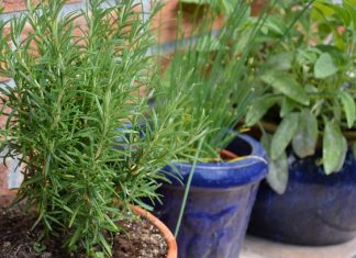 Két kevésbé ismert otthon is termeszthető fűszernövény