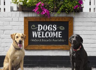 Igényes budapesti helyek, ahol a kutyádat is szívesen látják