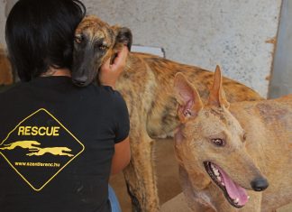 „Ha már megmentünk egy kutyát, egész életére biztonságban akarjuk tudni” agár fajtamentés