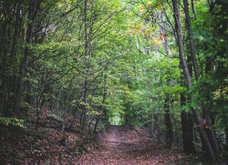 Kikapcsolódás biztonságban? Irány az erdő!