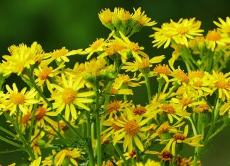 Így éljük túl a parlagfűszezont – 3 praktikus tipp a tüsszögős, orrfolyós napokra