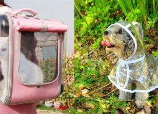 Őrült cicás és kutyás holmik a netről- vicces cuccok a kedvenceknek és a gazdiknak