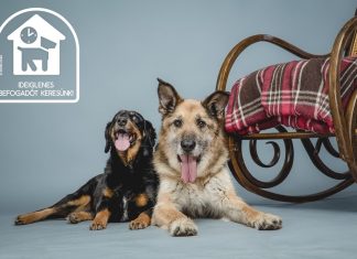 A világért sem választanák el őket egymástól! Öt éve várnak szerető családra