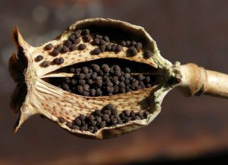 Szigorúan őrzik a legfinomabb magyar mák titkát