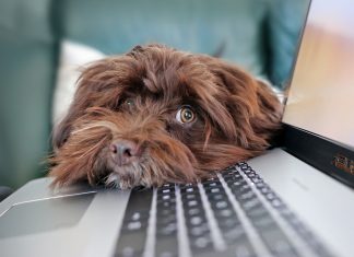 Kutyát a home office alatt? – Érvek és ellenérvek Kutya és home office forrás: Pixabay