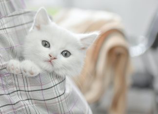 Macskával az élet – szívmelengető cicaszokások Cica szeretet