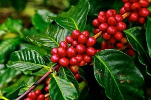 A kávét a piros bogyós gyümölcsöt hozó kávécserjének köszönhetjük.