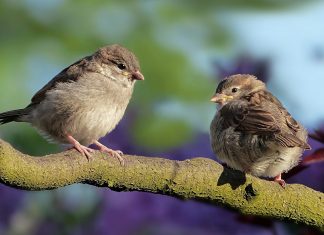 Veréb, a méltatlanul mellőzött apróság veréb forrás: pixabay