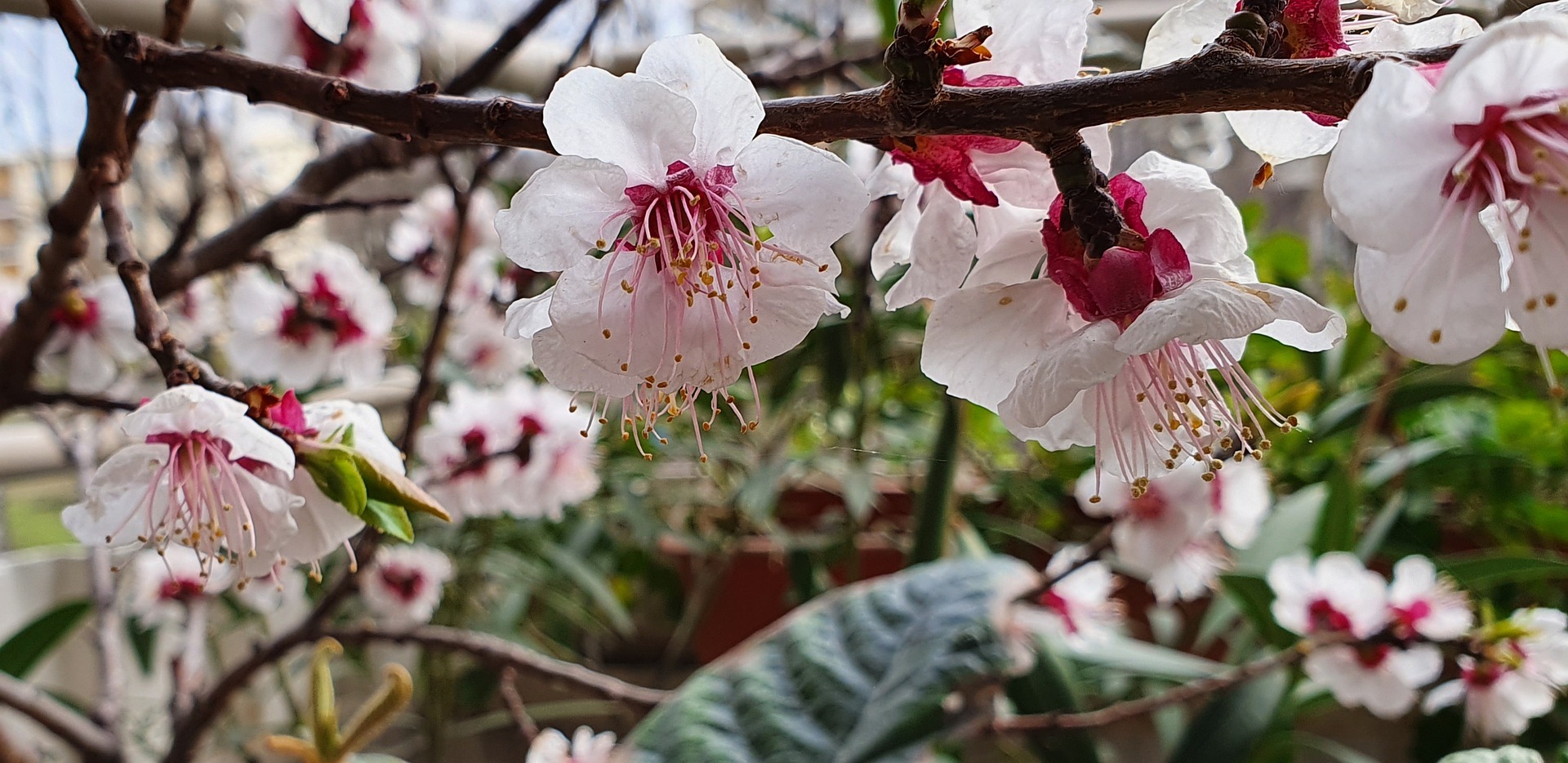 cseresznyevirág - forrás: pixabay