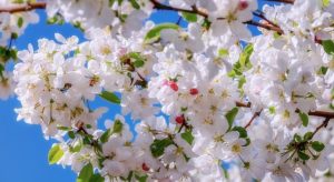 A virágport tévesen veszélyes anyagnak érzékeli az allergiás szervezete. 