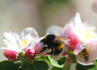 Félúton a teljes siker felé a méhek védelmét célzó európai kampányban: a magyar célkitűzések teljesítve