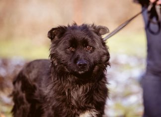 A kutyák tavasszal hajlamosabbak szökésre, de van megoldás