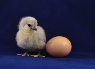 Néhány érdekesség a tojásról Érdekességek a tojásról