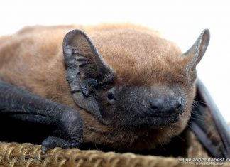 Ma van a denevérek világnapja: csúfak, tőlük származik a koronavírus, ám jó tulajdonságaik is akadnak