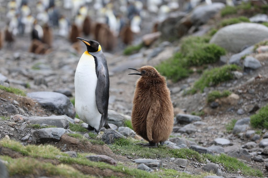 pingvin-apa