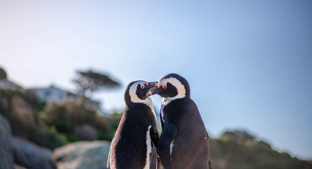 pingvin-szerelem