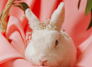 Így kezdődött a húsvéti nyuszi története húsvéti nyuszi