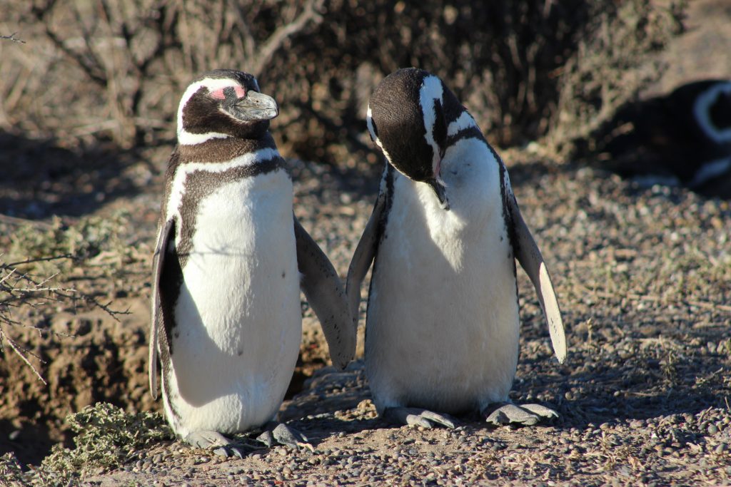 pingvin-szerelem