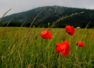 Hangulatos promó filmmel jelentkezik Jenő és a Szeláví! Fesztivál