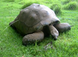 Ő itt Jonathan, a világ legidősebb teknőse teknős-Jonathan