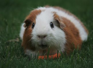 Imádnivaló rágcsálók otthonra – Hogyan neveljünk tengerimalacot? Tengerimalac