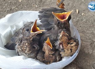Rájuk számíthatnak a bajba jutott madarak! Mentőállomás működik a családi házban
