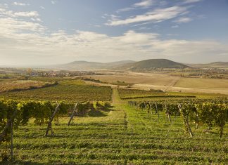 Tokaj lehet idén nyáron az új Balaton