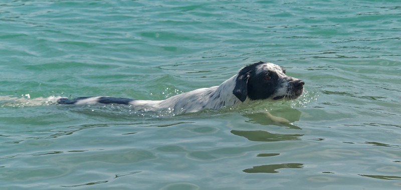 kutyastand-úszás-kutya