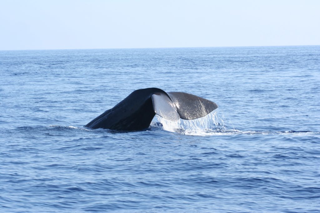 bálnák-bálnales
