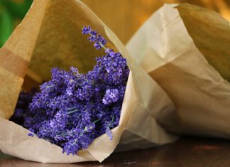 Levendulaszüret a fertődi Esterházy-kastély levendulakertjében