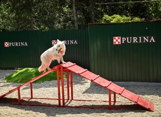 Menhelyi kutyák örökbefogadását segíti az új agility pálya