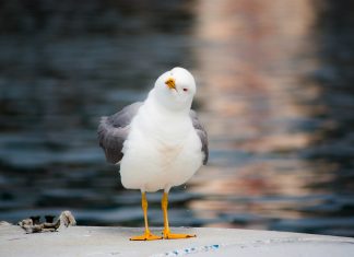 Legnagyobb kincsünk: az éltető víz sirály-madár-víz