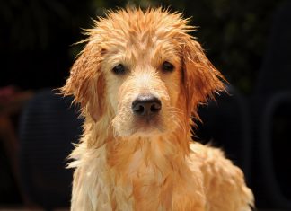 Ezeken a strandokon a kutyák is fürödhetnek kutyastrand-kutya
