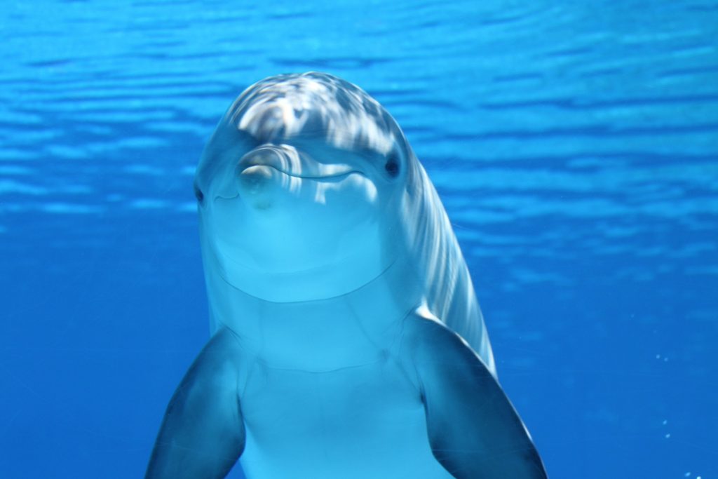 delfin-szennyezés-tenger