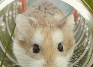 Imádnivaló rágcsálók otthonra – Így nevelj boldog hörcsögöt! Hörcsög közelről