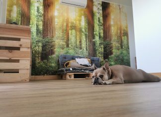 Utazás kisállattal – állatbarát szálláshelyek Magyarországon