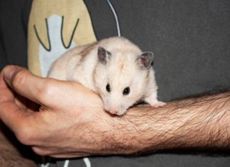 Honnan szerezzük be hörcsögünket?