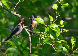 Mobiltok, ami a fecskéket is védi! – Kampány és pályázat indul a veszélyeztetett madarakért fecskevédő pályázat
