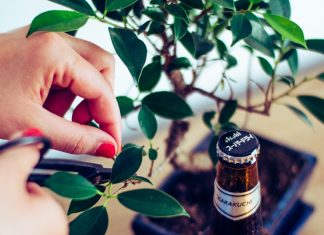 Így neveld a bonsaiodat – 5 tipp, hogy sokáig pompázzon a fácskánk