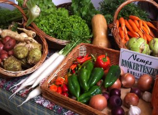 Ingyenes családi ökorendezvény a Füvészkertben