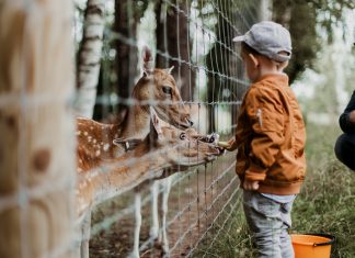 Csodás vadasparkok Magyarországon, amiket idén nyáron érdemes megnézni