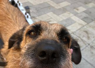 Kutyások figyelem! Szopornyica járvány van