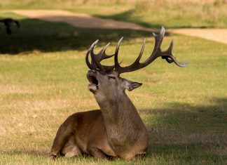 Egy a Természettel -Tegnap Megkezdődött a Vadászati és Természeti Világkiállítás