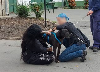 Megható történet: 4 és fél év után gazdisodott Vihar, az Illatos úti ebtelep legrégebbi lakója