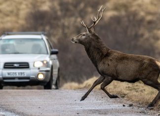 Új magyar találmány segít megelőzni a vadbaleseteket