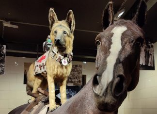 Négylábú társak, segítők, életmentők – Kutyák az első világháborúban Kutyák az első világháborúban