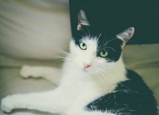 A macska, aki a világ leghíresebb csókjánál is jelen volt híres macska