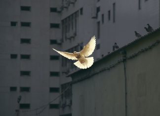 Ma van a Béke Világnapja!