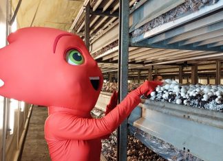 Európai Friss Csapat Program-Lendület és egészség A gomba nyomában