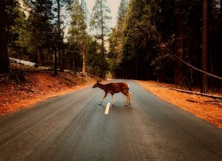 Így előzhetőek meg a vadbalesetek